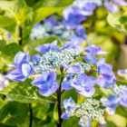 Thompson & Morgan Hydrangea Macrophylla Zorro 9Cm Potted Plant X 3