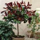 Thompson & Morgan Photinia Red Robin 3 Litre Potted Plant X 1 + Planter Sabina Grey