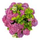 Thompson & Morgan Hydrangea Tabletop 5 Litre Potted Plant X 2