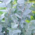 Thompson & Morgan Eucalyptus Pulverulenta Baby Blue 15Cm Potted Plant X 1