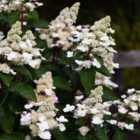 Thompson & Morgan Hydrangea Paniculata Living Infinity 1 Litre Potted Plant X 1
