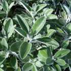 Thompson & Morgan Brachyglottis Compacta Drysdale 9Cm Potted Plant X 1