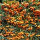 Thompson & Morgan Pyracantha Firelight 9Cm Potted Plant X 1