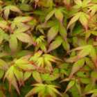 Thompson & Morgan Acer Palmatum Little Princess 23Cm Patio Potted Plant X 1