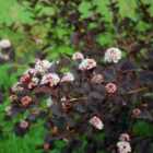 Thompson & Morgan Physocarpus Opulifolius Diabolo 9Cm Potted Plant X 1