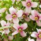 Thompson & Morgan Philadelphus Petite Perfume Pink 3.6 Litre Potted Plant X 1
