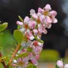 Thompson & Morgan Escallonia Hybrid Donard Seedling 9Cm Potted Plant X 3