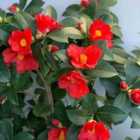 Thompson & Morgan Camellia Changii 1001 Summer Nights Jasmine 3 Litre Potted Plant X 1