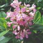 Thompson & Morgan Escallonia Laevis Pink Elle 9Cm Potted Plant X 3