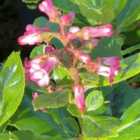 Thompson & Morgan Escallonia Laevis Gold Ellen 3 Litre Potted Plant X 1