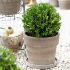 Thompson & Morgan Ilex Crenata Luxus 13Cm Potted Plant X 1