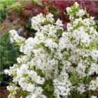 Thompson & Morgan Exochorda Racemosa Niagara 9Cm Potted Plant X 1