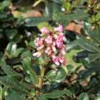 Thompson & Morgan Escallonia Var. Macrantha 9Cm Potted Plant X 3