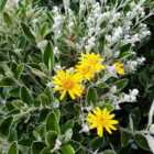 Thompson & Morgan Brachyglottis Compacta Sunshine 9Cm Potted Plant X 1