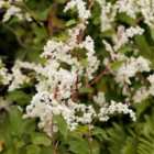 Thompson & Morgan Fallopia Baldschuanica 9Cm Potted Plant X 1