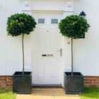 Thompson & Morgan Laurus Nobilis Std 110-120Cm Tall 65-70Cm Head 30Cm Potted Plant X 1