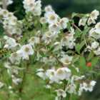 Thompson & Morgan Philadelphus Fragrant Falls 9Cm Potted Plant X 1