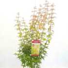 Thompson & Morgan Acer Palmatum Redwine 3 Litre Potted Plant X 1