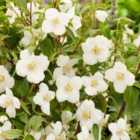 Thompson & Morgan Philadelphus Petite Perfume White 9Cm Potted Plant X 2