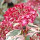 Thompson & Morgan Hydrangea Serrata Euphoria Pink 15Cm Potted Plant X 1