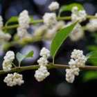 Thompson & Morgan Callicarpa Bodinieri Magical Snow Queen 9Cm Potted Plant X 3