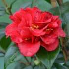 Thompson & Morgan Camellia Reticulata Mary Williams 15Cm Potted Plant X 1