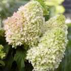 Thompson & Morgan Hydrangea Little Fresco 9Cm Potted Plant X 2