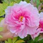 Thompson & Morgan Paeonia (tree Peony) Pink 12Cm Potted Plant X 2