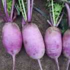 Thompson & Morgan Radish Blue Candle Mixed F1 1 Packet