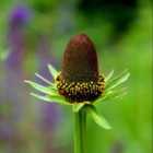 Thompson & Morgan Rudbeckia Occidentalis Green Wizard 1 Packet