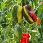 Thompson & Morgan Pepper (sweet) Jester F1 1 Packet