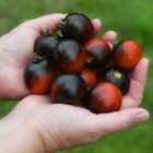 Thompson & Morgan Tomato Akoya F1 1 Packet