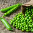 Thompson & Morgan Pea Mr Big (dorian) 1 Packet