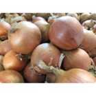 Thompson & Morgan Onion Prospero F1 1 Packet