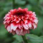 Thompson & Morgan Zinnia Zinderella Fizz 1 Packet