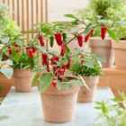 Thompson & Morgan Pepper (chilli) Baby Jalapeno 1 Packet