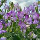 Thompson & Morgan Sweet Pea Streamer Lavender 1 Packet