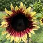 Thompson & Morgan Sunflower Ruby Eclipse F1 1 Packet