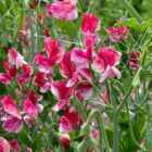 Thompson & Morgan Sweet Pea Queen Of The Isles 1 Packet