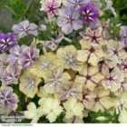 Thompson & Morgan Phlox Crème Brulee 1 Packet