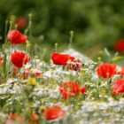 Thompson & Morgan Wild Flower Classic Meadow 1 Packet