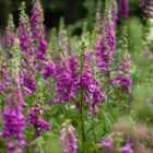 Thompson & Morgan Wildflower Foxglove 1 Packet