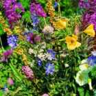 Thompson & Morgan Wildflower Mix Meadowland Mixture 5 Packets