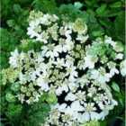 Thompson & Morgan Orlaya Grandiflora 1 Packet