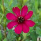 Thompson & Morgan Cosmos Atrosanguineus Cherry Chocolate 2 Litre Potted Plant X 1