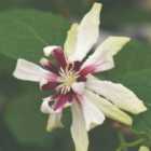 Thompson & Morgan Calycanthus Floridus Venus 15Cm Potted Plant X 1