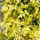 Thompson & Morgan Jasminum Officinale Fiona Sunrise 9Cm Potted Plant X 1