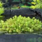 Thompson & Morgan Myriophyllum Rubricaule 11Cm Basket X 1