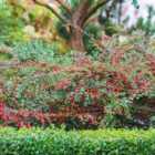 Thompson & Morgan Cotoneaster Horizontalis Variegatus 9Cm Potted Plant X 1