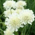 Thompson & Morgan Scabiosa Ochroleuca 9Cm Potted Plant X 2